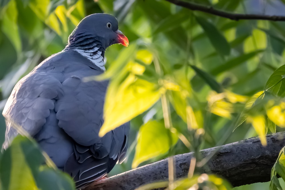 black bird on brown tree branch during daytime