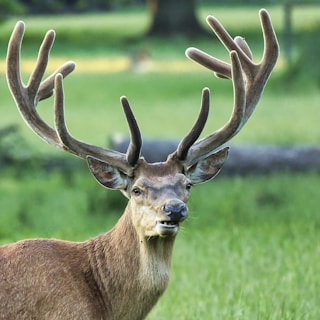 Best Deer Decoys for Attracting Trophy Bucks