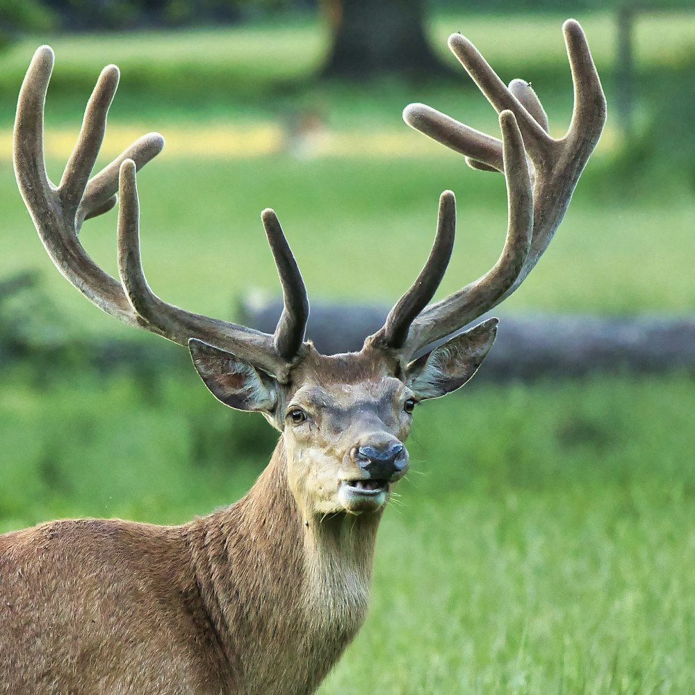 brown deer on green grass field during daytime