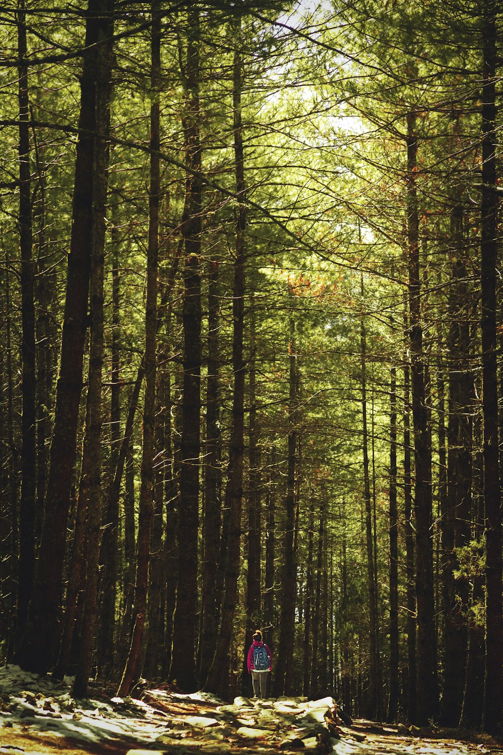 brown and green trees during daytime