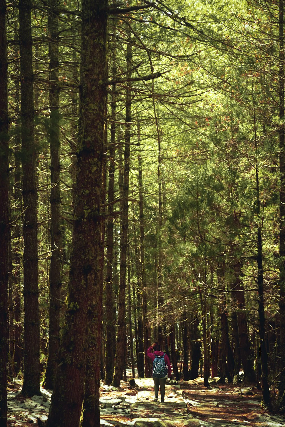 Person in roter Jacke, die tagsüber im Wald spazieren geht
