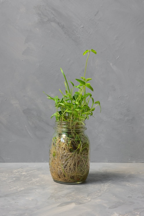 green plant in clear glass jar