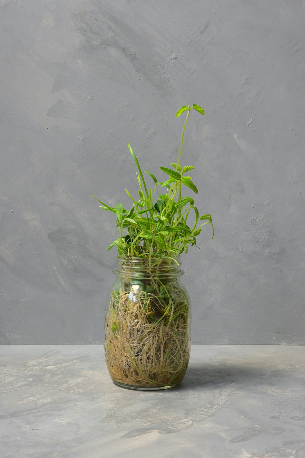 green plant in clear glass jar