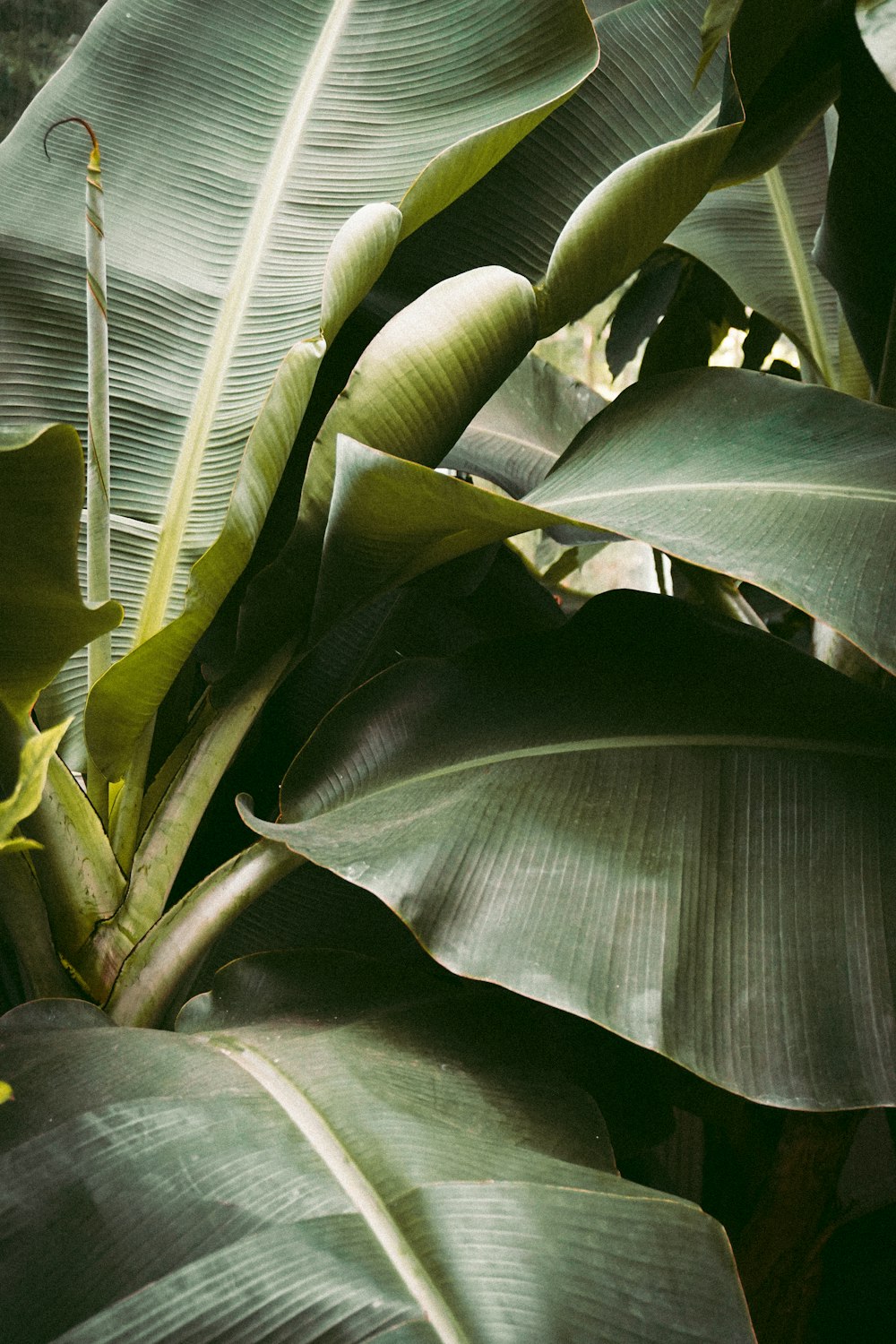 green banana leaf during daytime