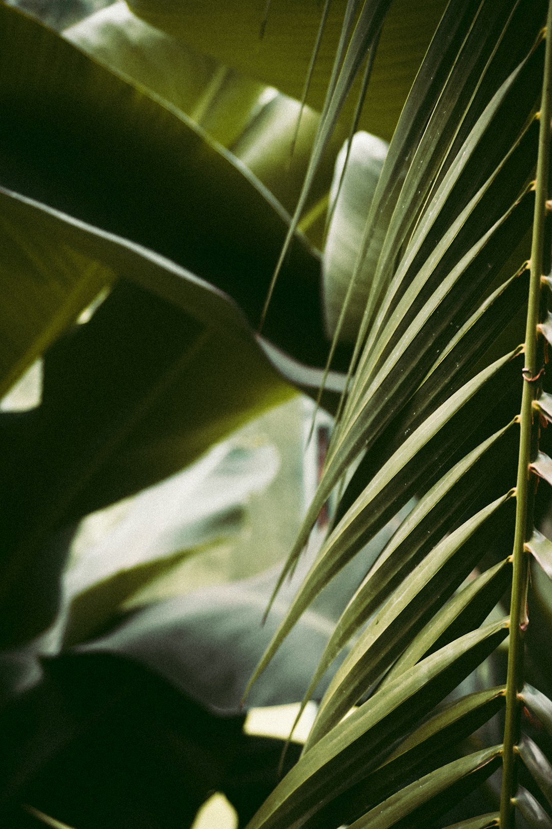 green banana plant during daytime