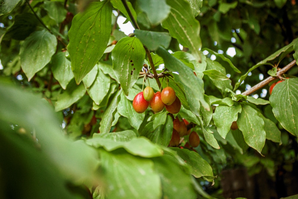 red and green round fruits on green leaves