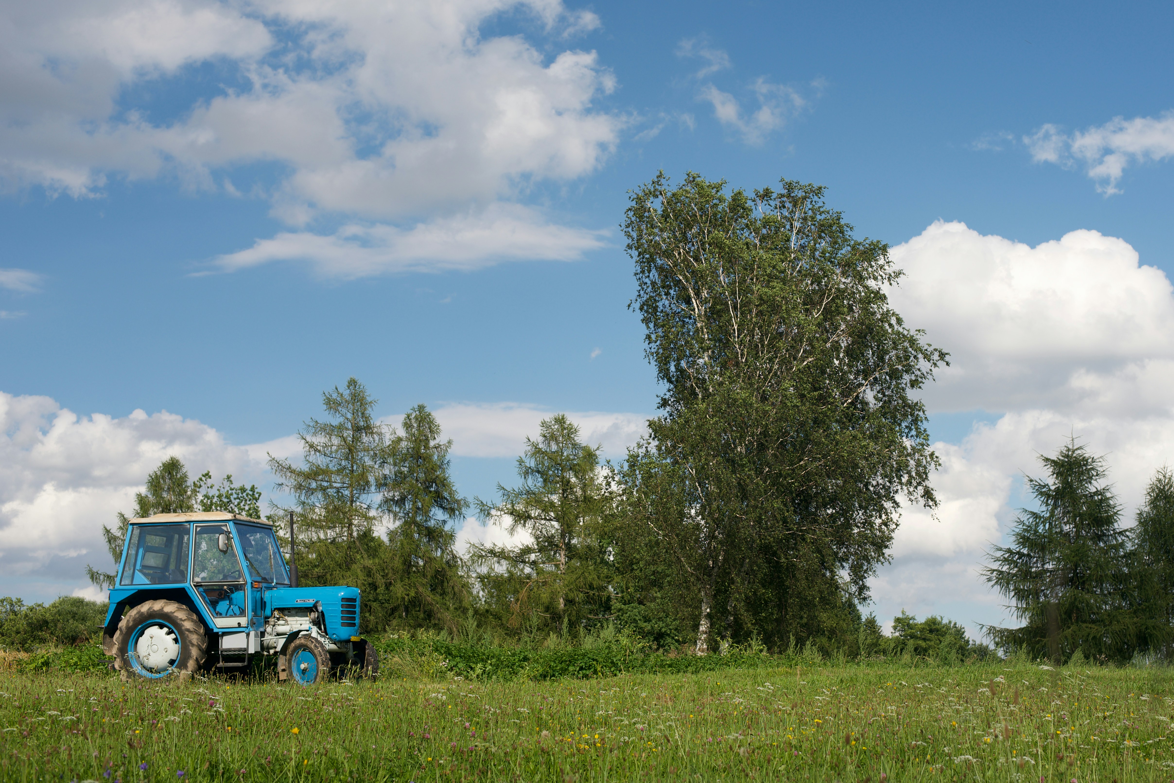 blue car parked beside green tree under blue sky during daytime