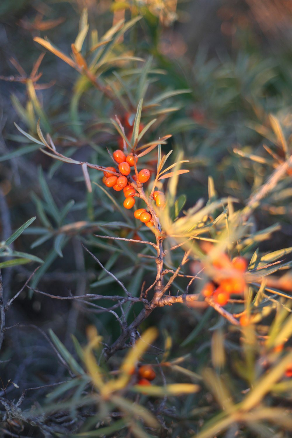 yellow and red flower buds