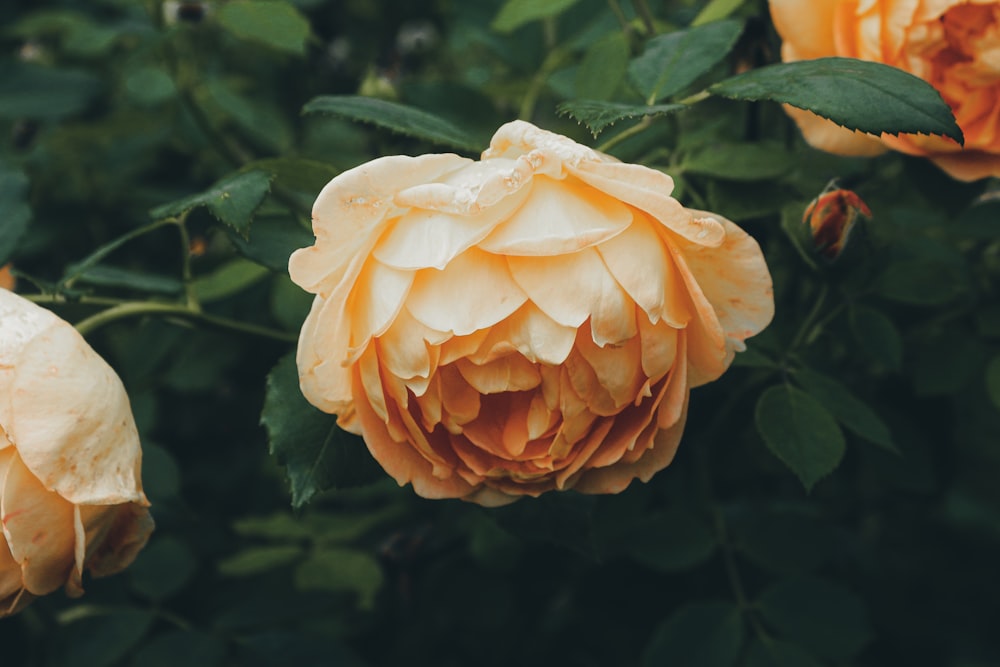 yellow flower in macro lens