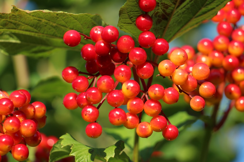 red round fruits on green leaves