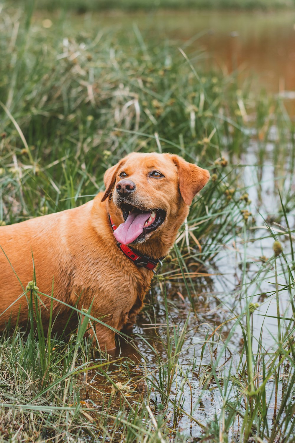 brown short coated dog on green grass field during daytime