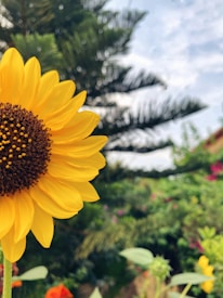 A vibrant yellow sunflower with a dark brown center is prominently displayed on the left side of the image, set against a background of lush greenery and a partly cloudy sky. The greenery includes various plants and flowers, giving a garden-like atmosphere.