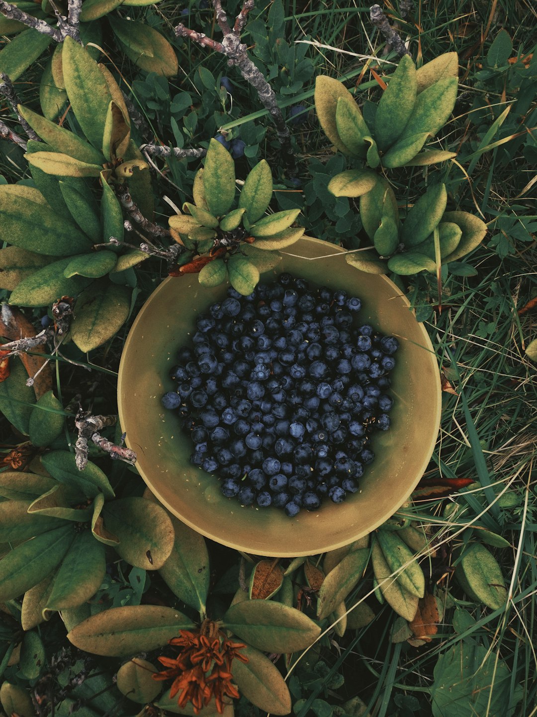 black berries on green ceramic bowl