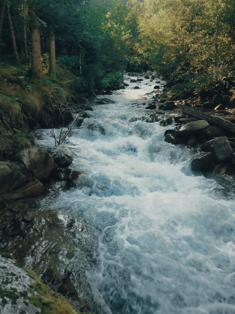 river in the middle of forest during daytime