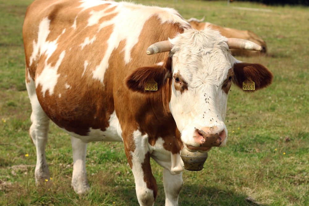 mucca marrone e bianca sul campo di erba verde durante il giorno