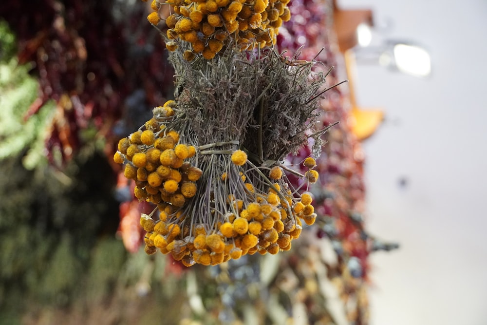 yellow and red flower buds