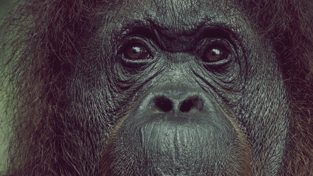 visage de gorille noir et brun