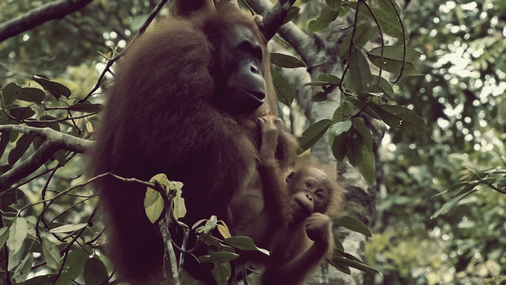 brown monkey on green tree during daytime