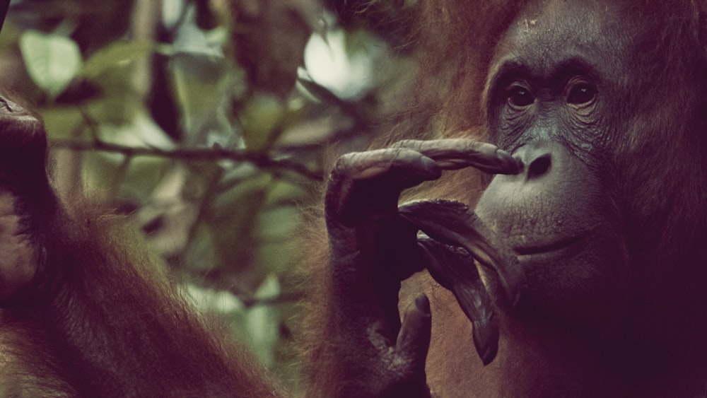 brown monkey on tree branch