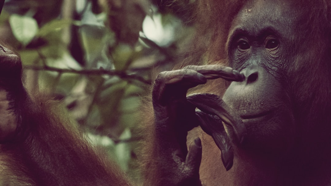 brown monkey on tree branch,