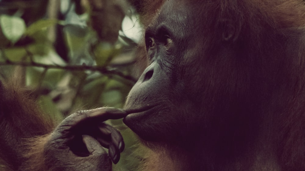 black gorilla on brown tree branch