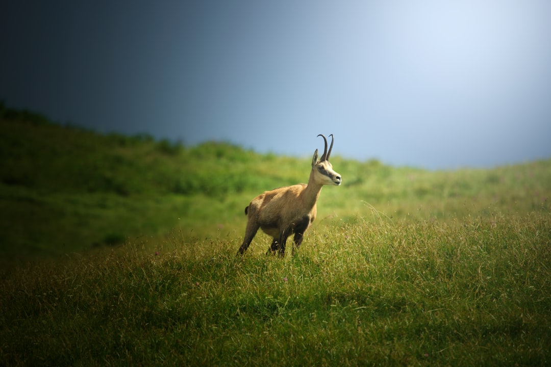 brown deer on green grass field during daytime