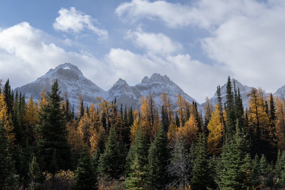 green pine trees near mountain under white clouds and blue sky during daytime