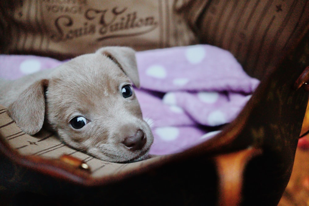 brown and white short coated puppy on purple textile