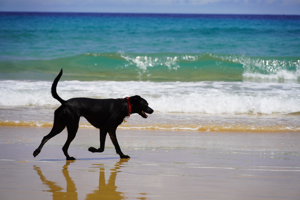 black labrador retriever on seashore during daytime