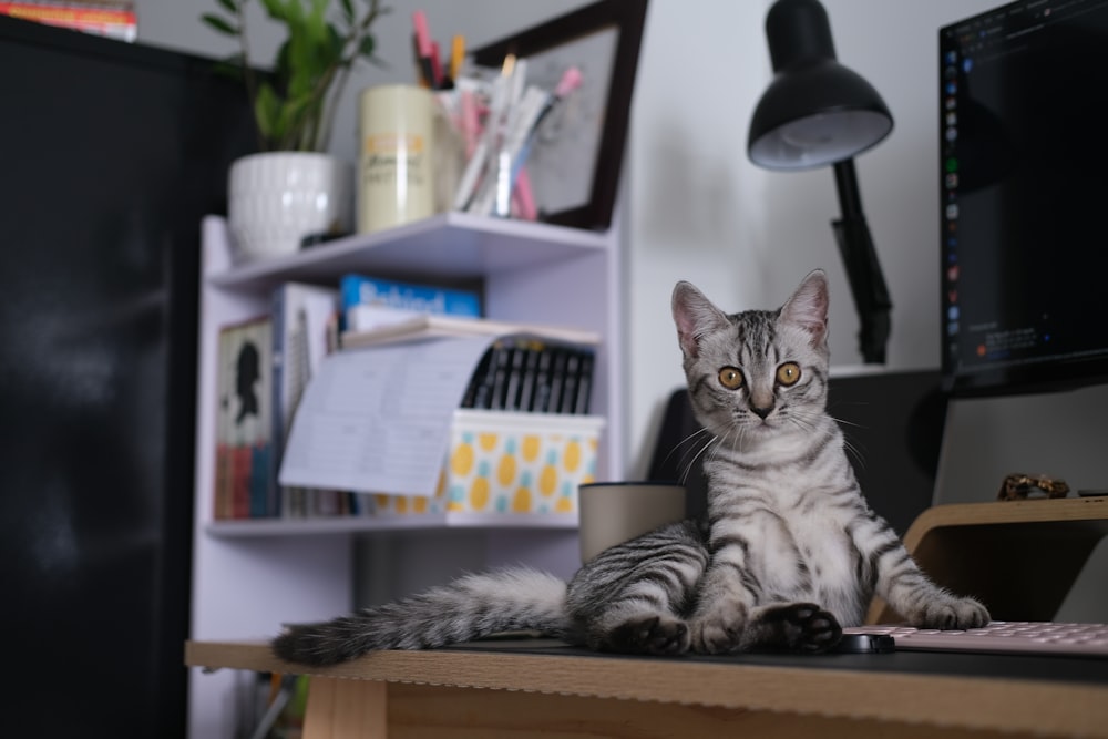 silver tabby cat on brown wooden shelf