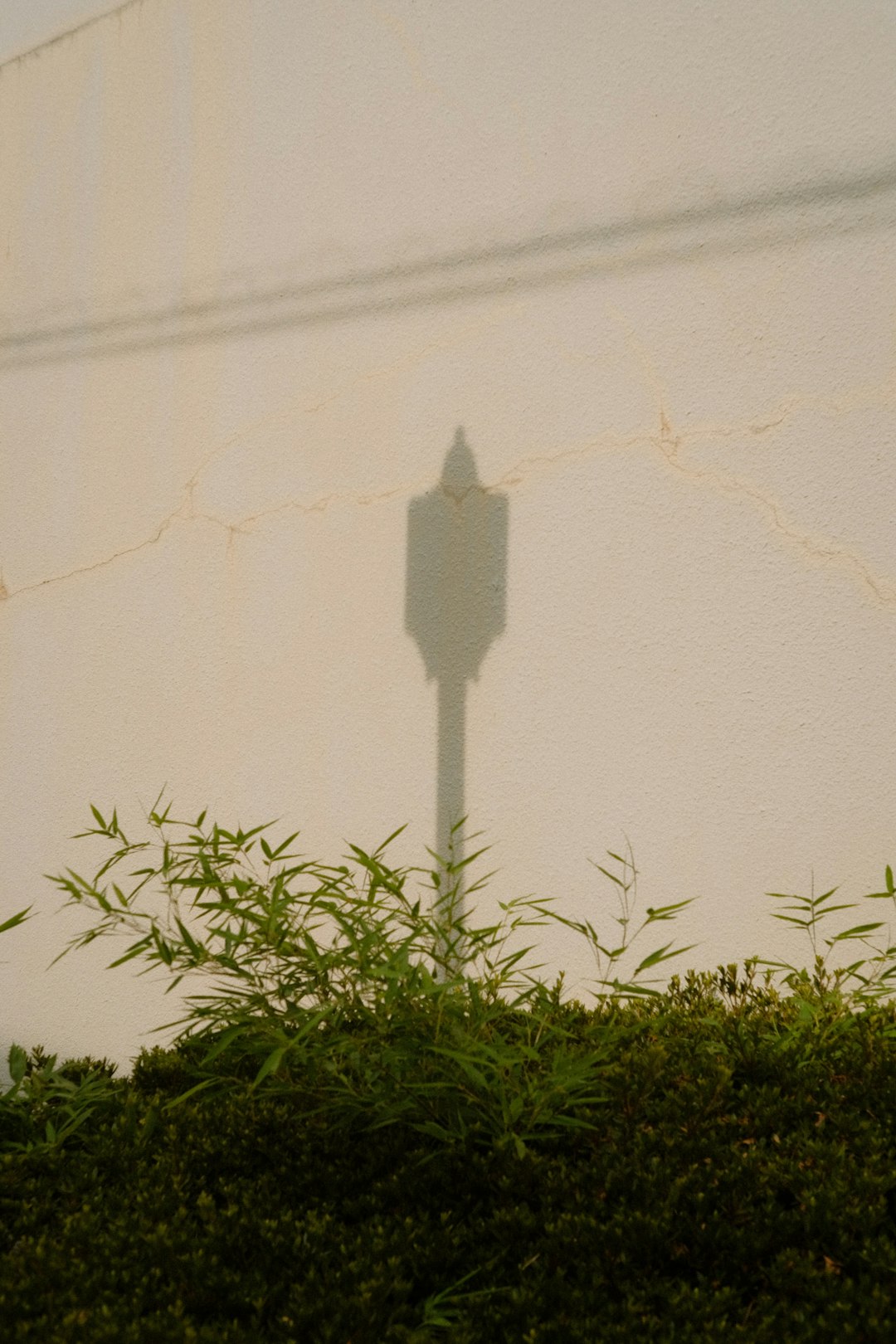 green plant beside white wall