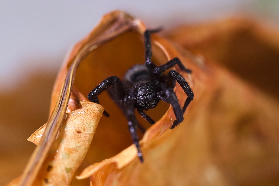 black spider on brown leaf