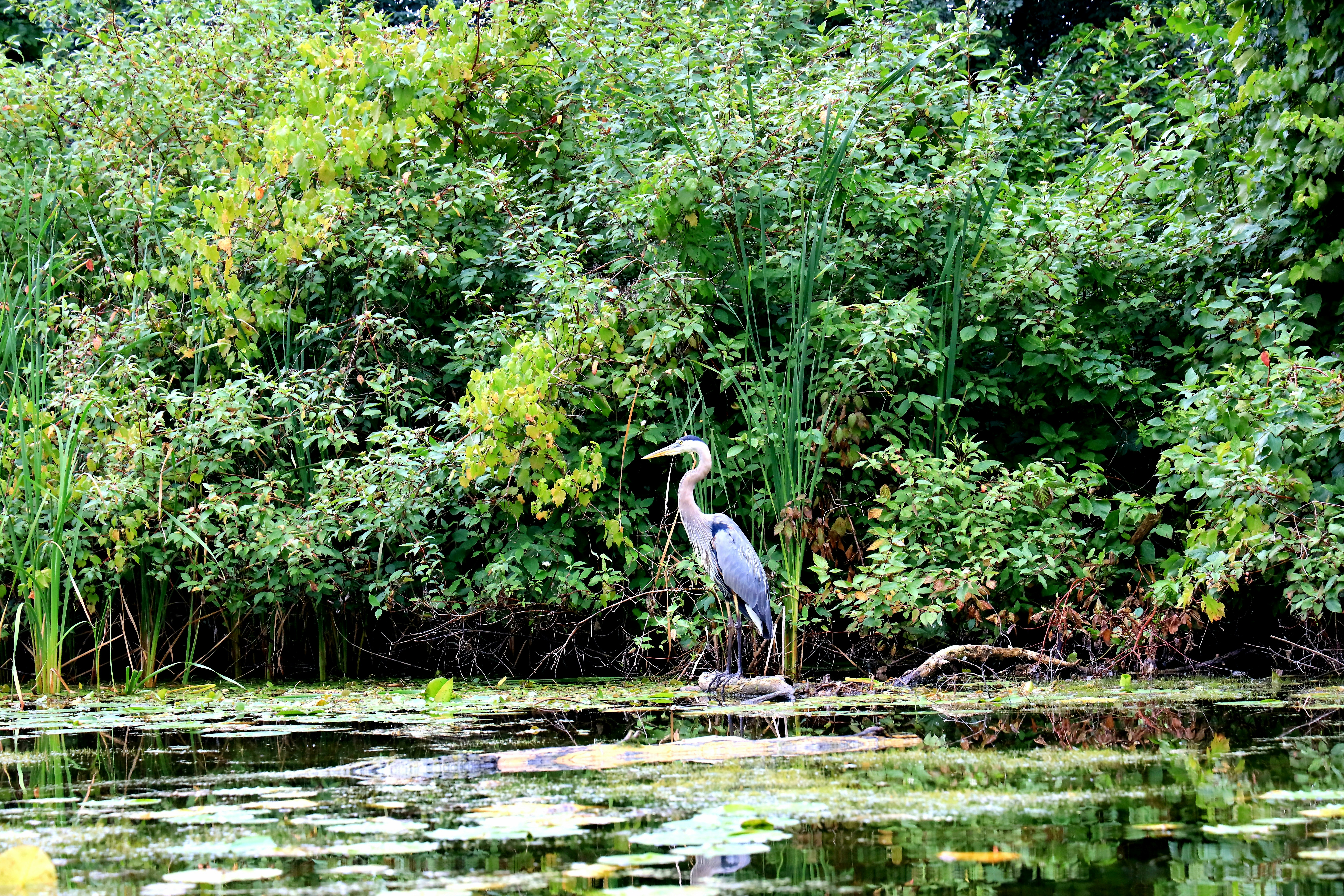 Photo by richardworks