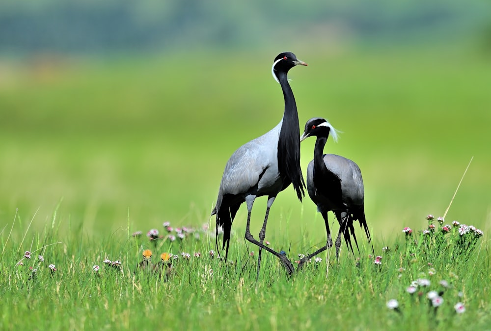 black and white bird on green grass field during daytime