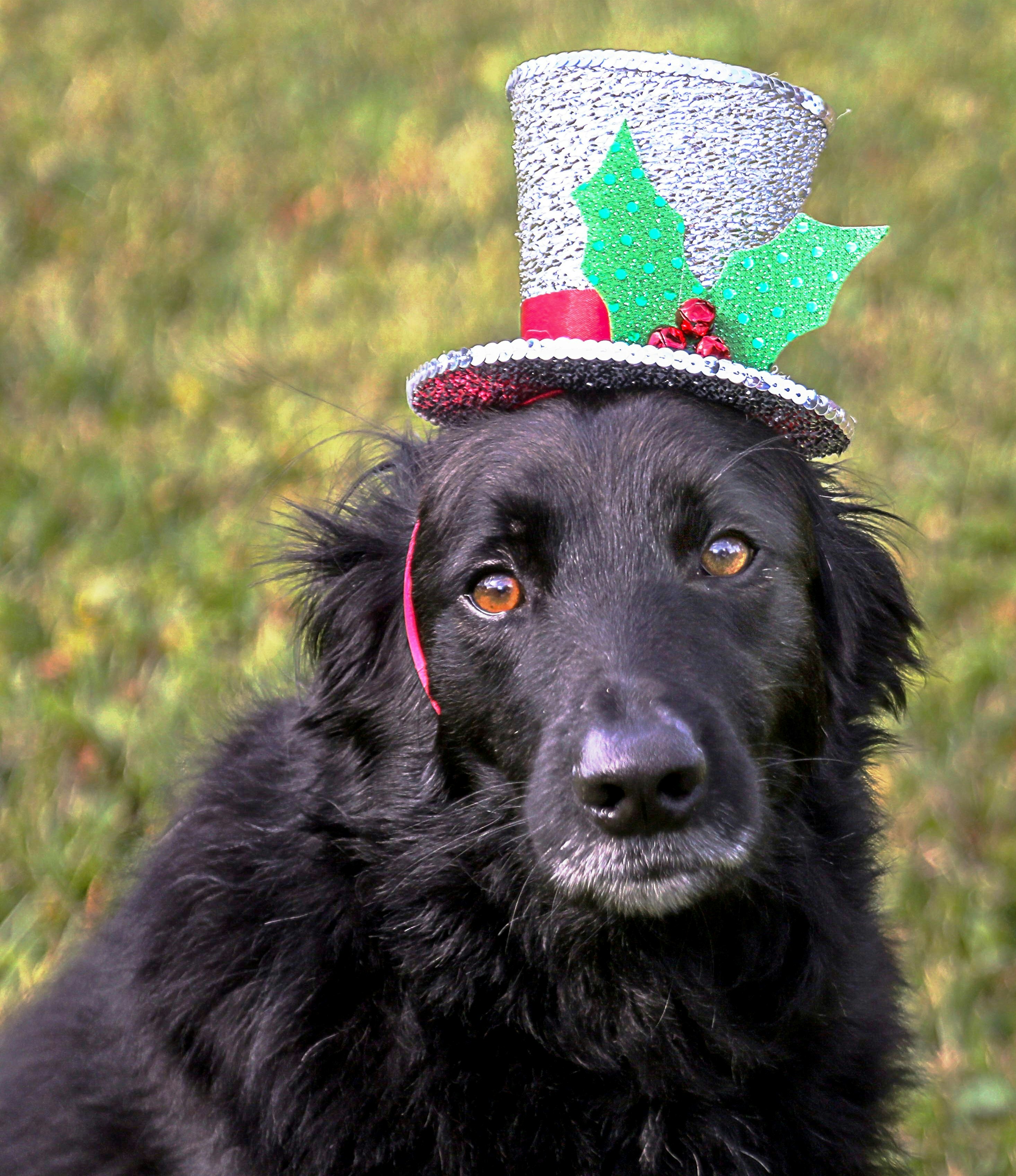 black lab hat