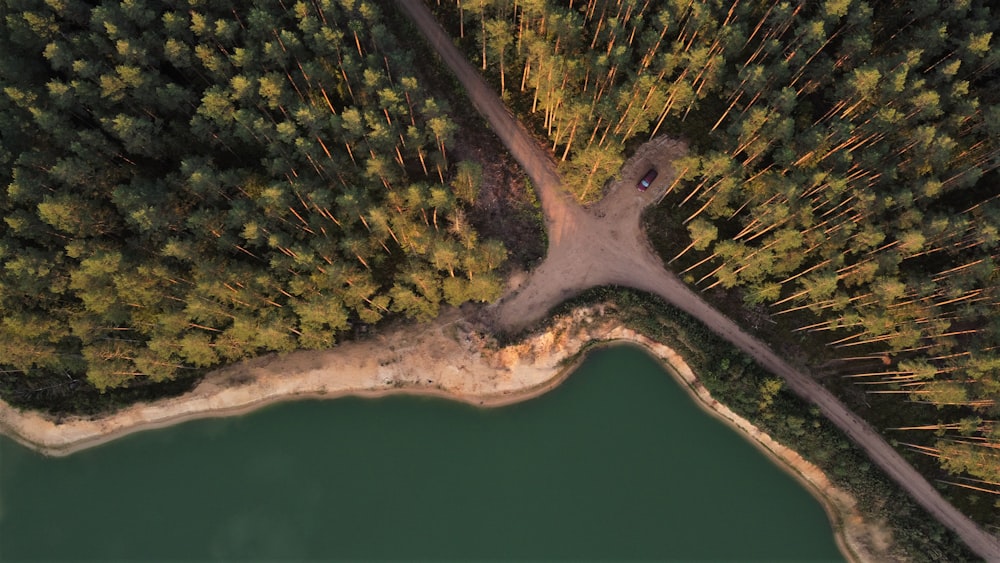 aerial view of green trees beside body of water during daytime