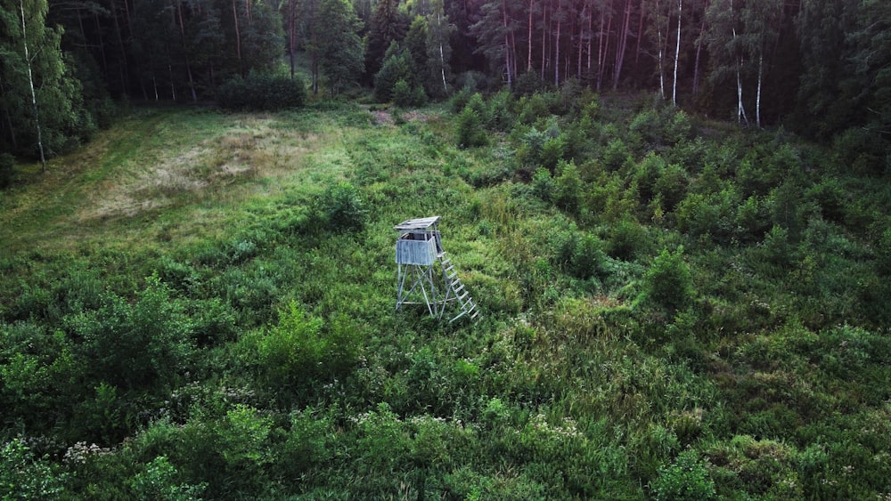 green grass field and trees