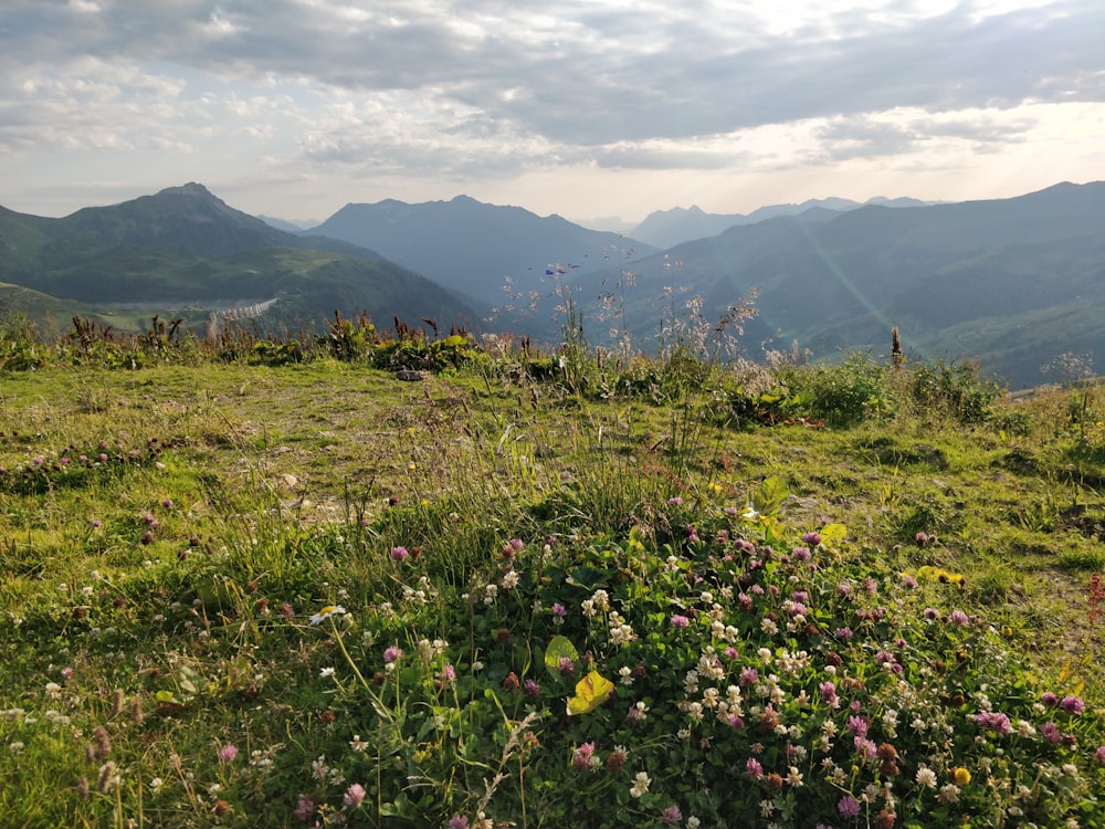 campo di fiori gialli e viola vicino alle montagne durante il giorno