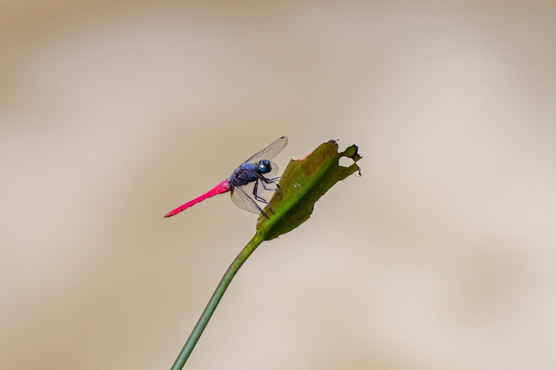 blue and black dragonfly perched on green leaf in close up photography during daytime