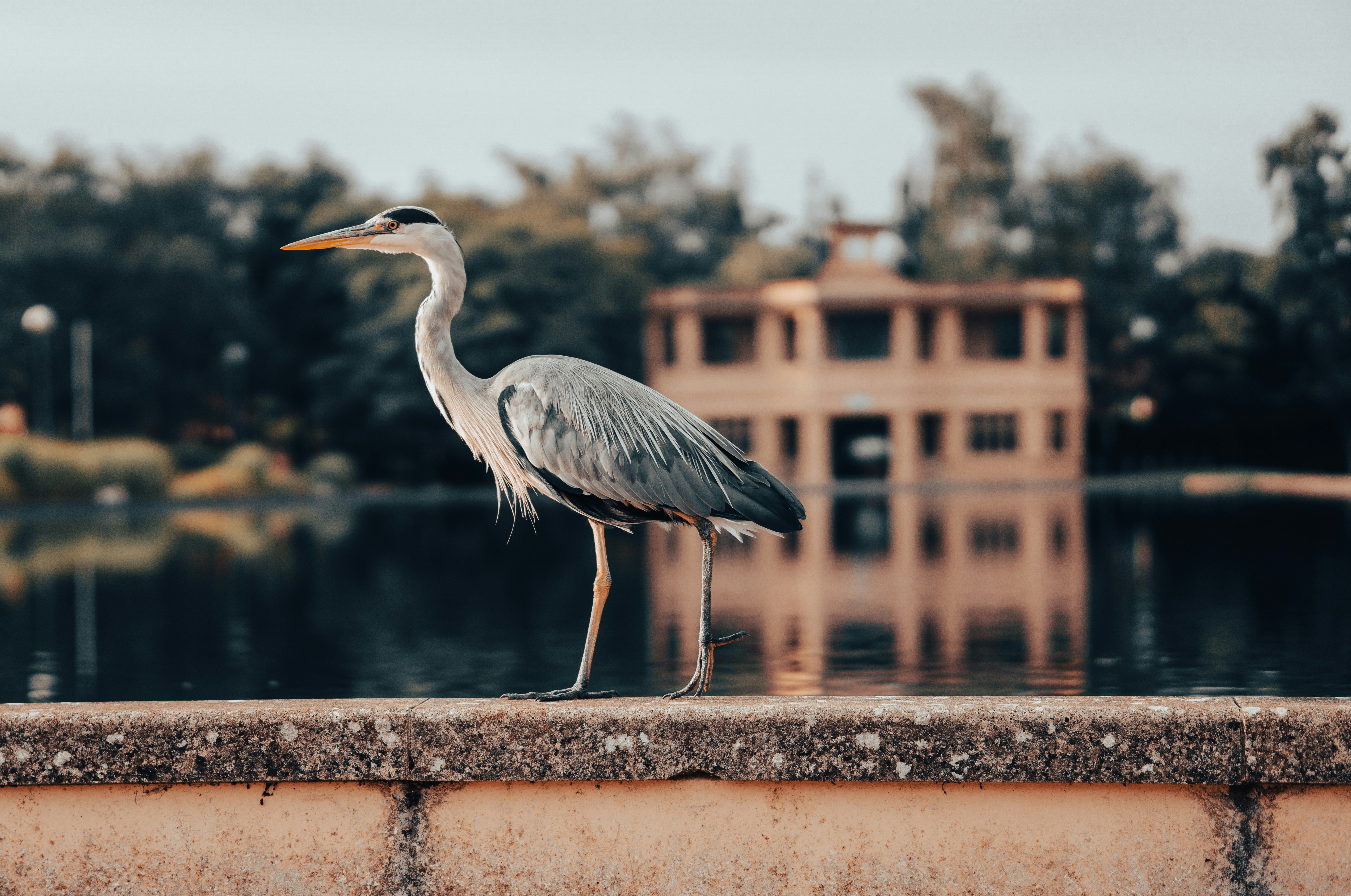 grey heron on brown concrete fence during daytime