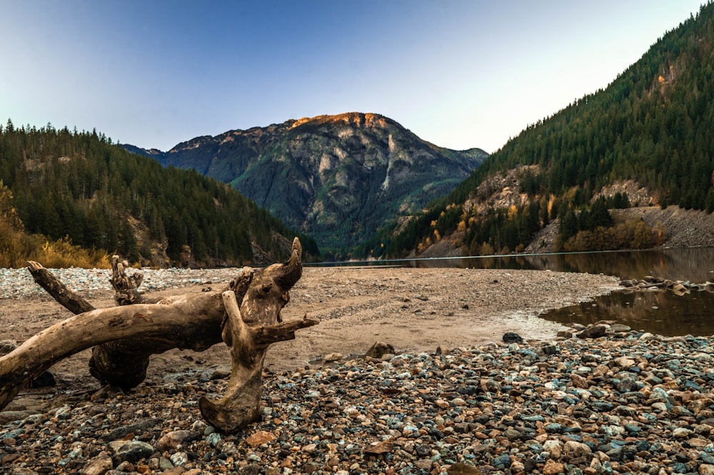 brown tree trunk on rocky ground near body of water during daytime