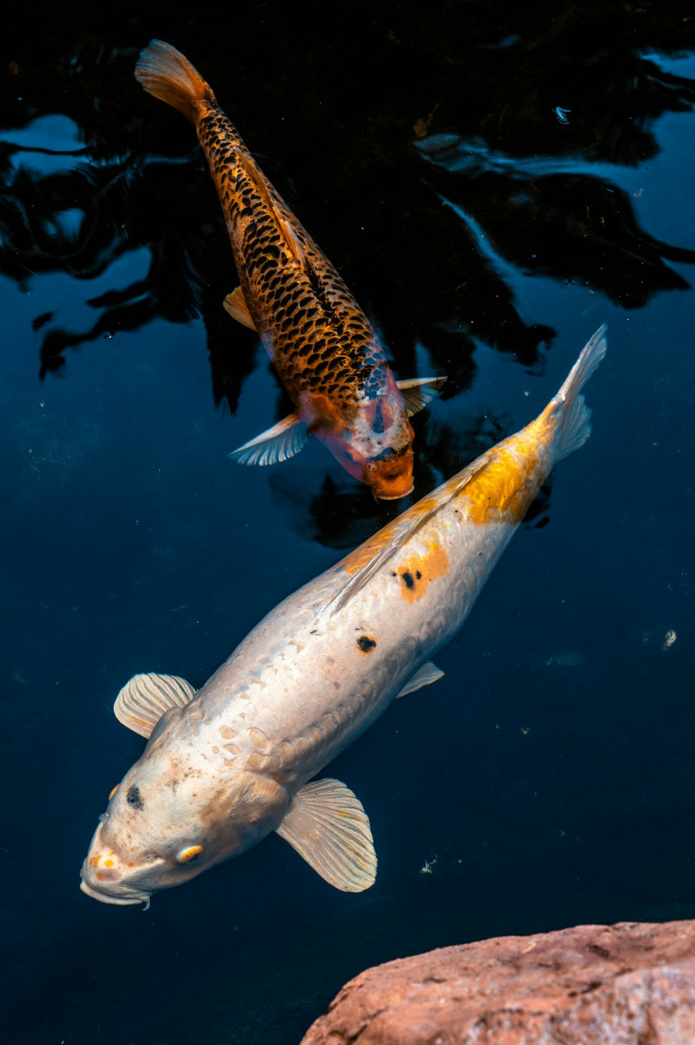 white and yellow fish in water