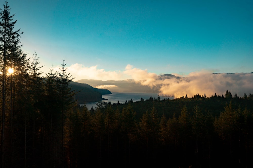 green trees near body of water under blue sky during daytime