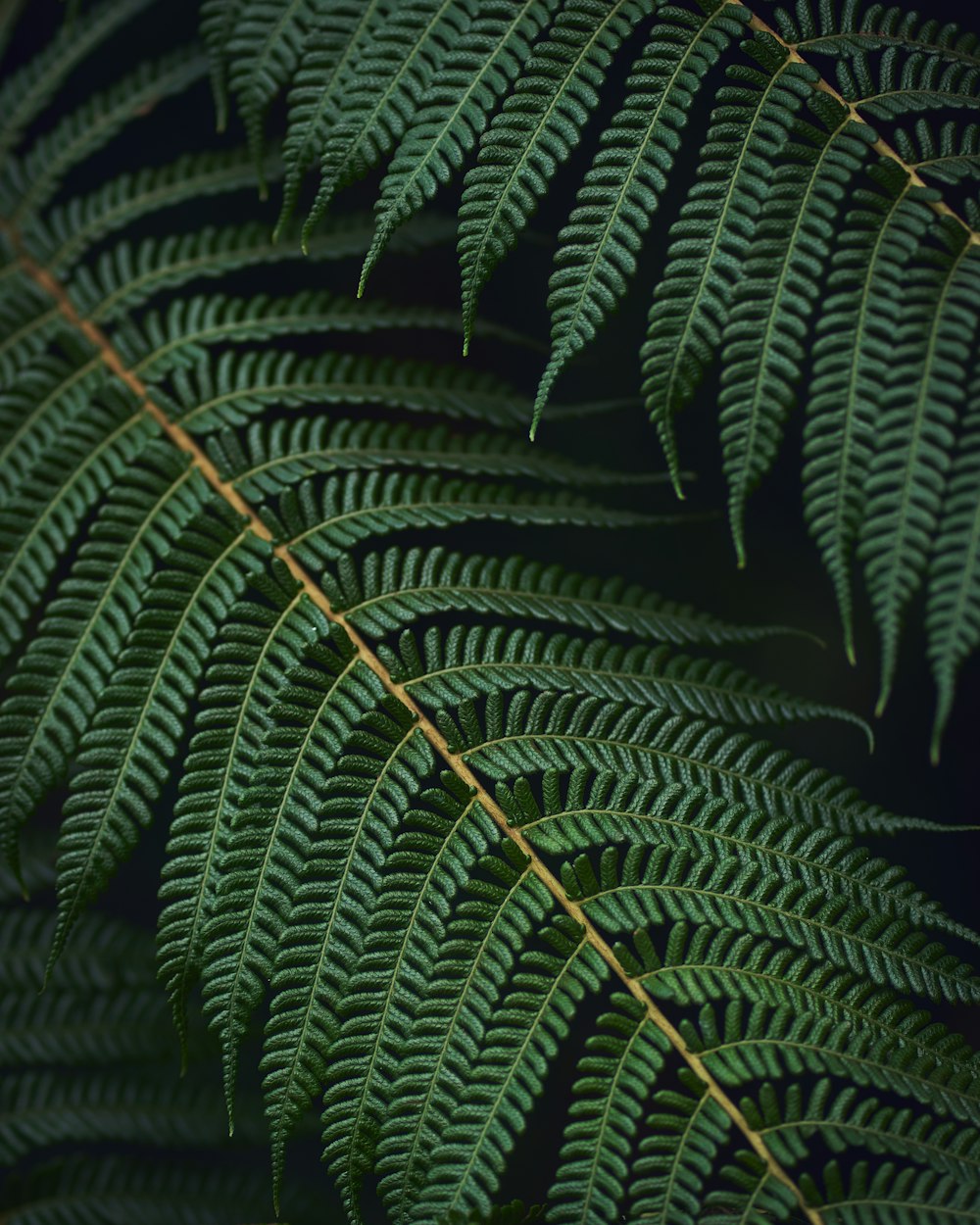 green fern plant in close up photography