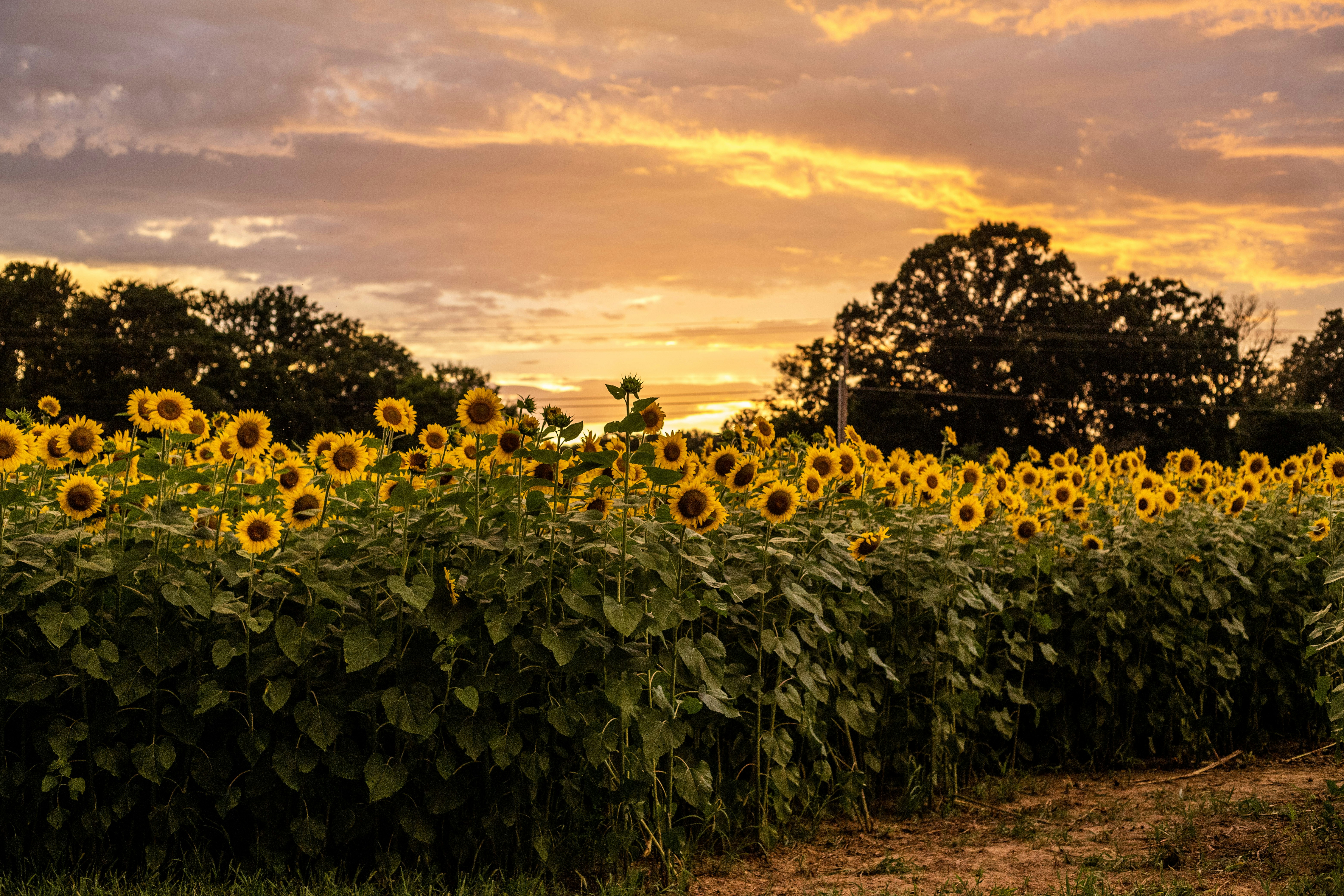 sunflower field under cloudy sky during sunset