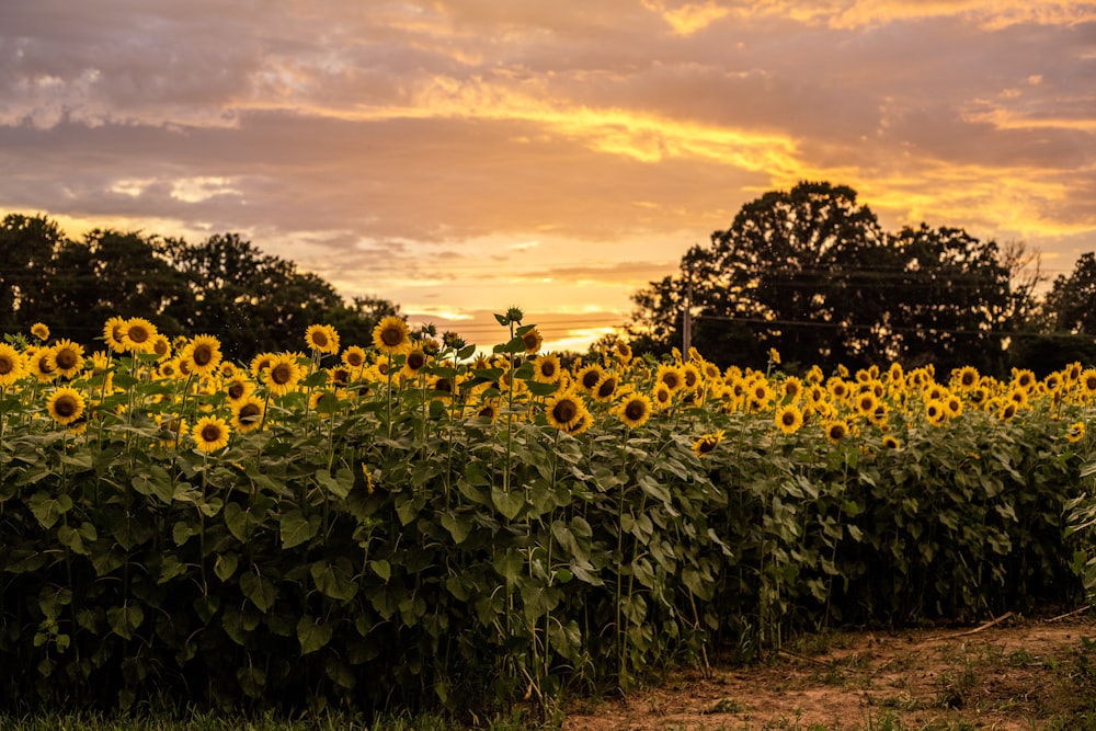 sunflower field under cloudy sky during sunset