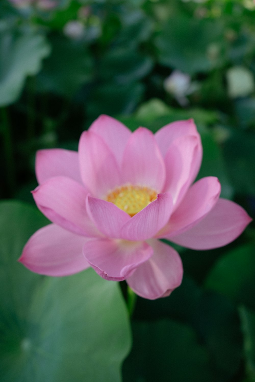 Flor rosa y amarilla en lente de cambio de inclinación