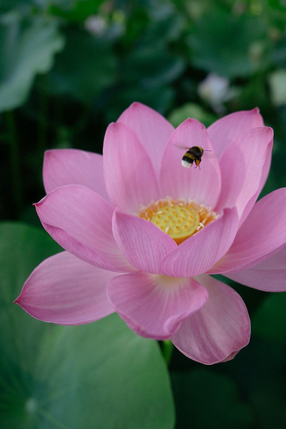 pink flower in tilt shift lens