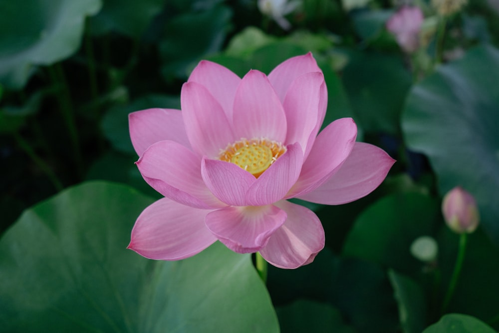 pink and white flower in tilt shift lens