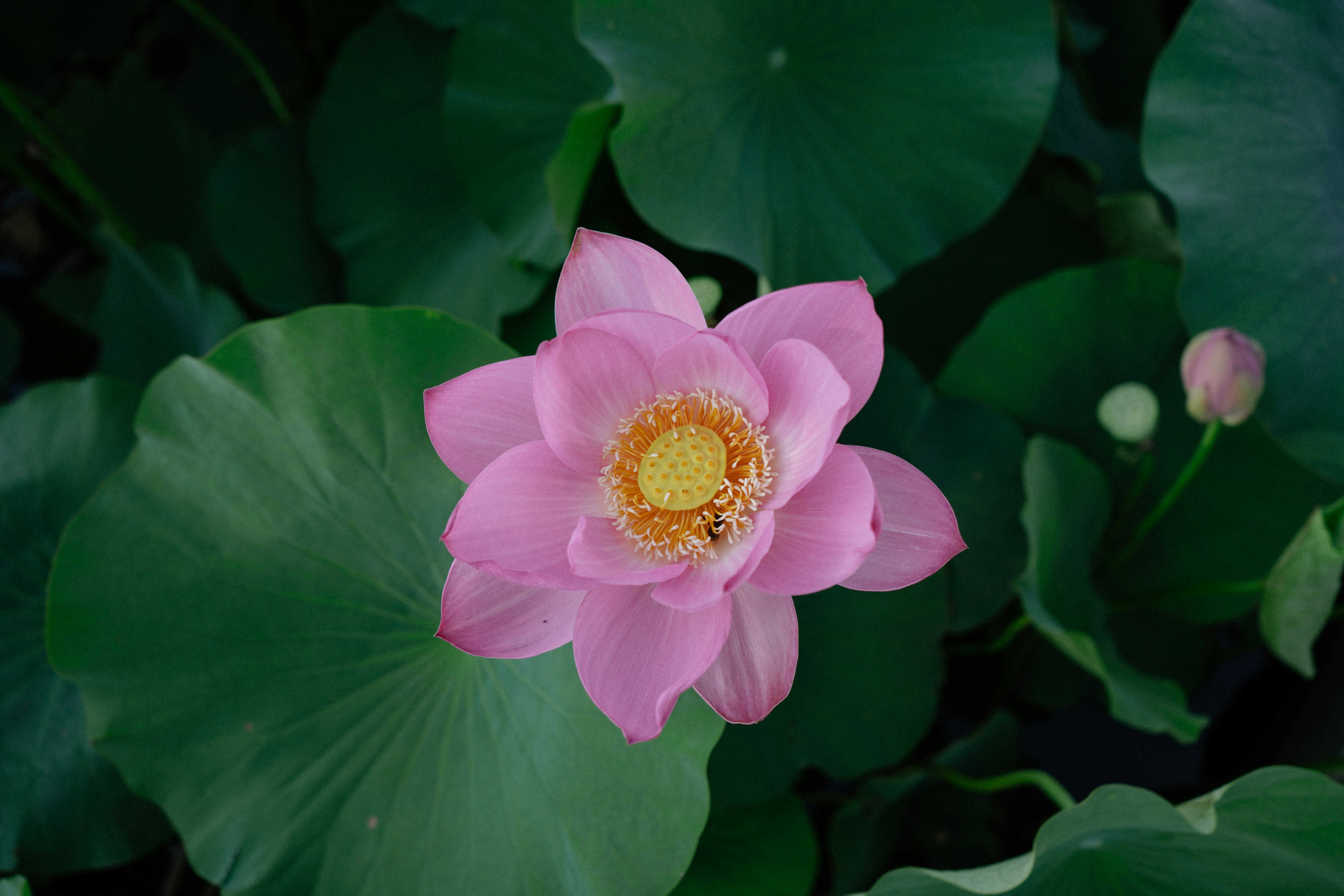 Photo by albina___white